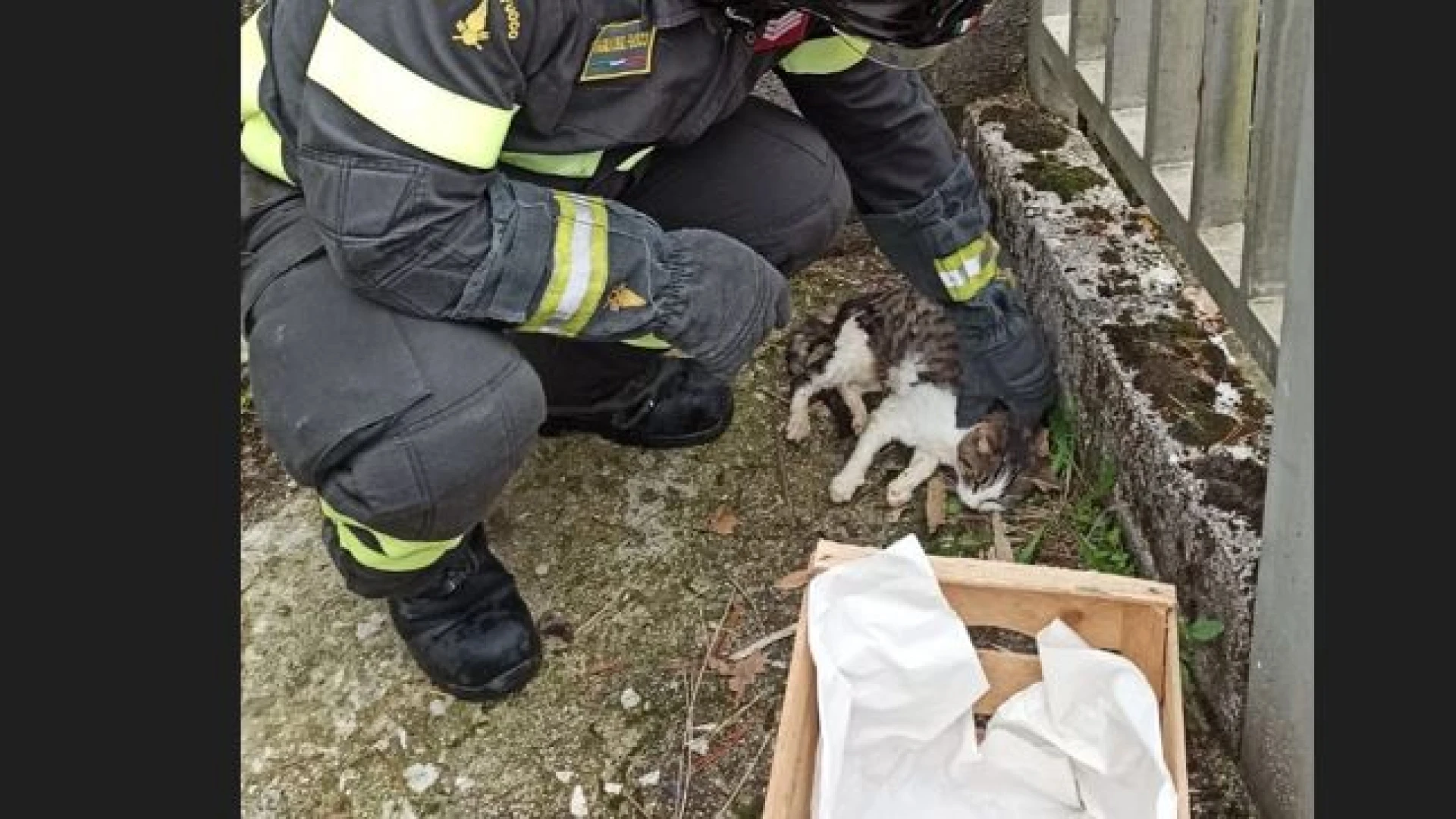 Isernia: i Vigili del Fuoco salvano gattino intrappolato in un fosso di raccolta delle acque a San Lazzaro.